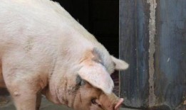 印尼猪瘟最新爆料信息,最新爆料揭示防控挑战与应对措施